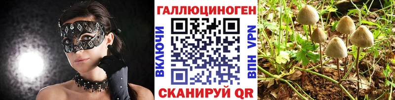 Галлюциногенные грибы Psilocybe  купить наркотики сайты  Пучеж 